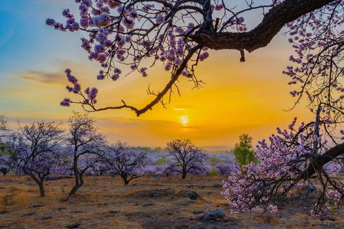 春暖花開,相約幸 杏 福 百里杏花廊道原創(chuàng)文藝作品大賽獲獎(jiǎng)作品展示 二